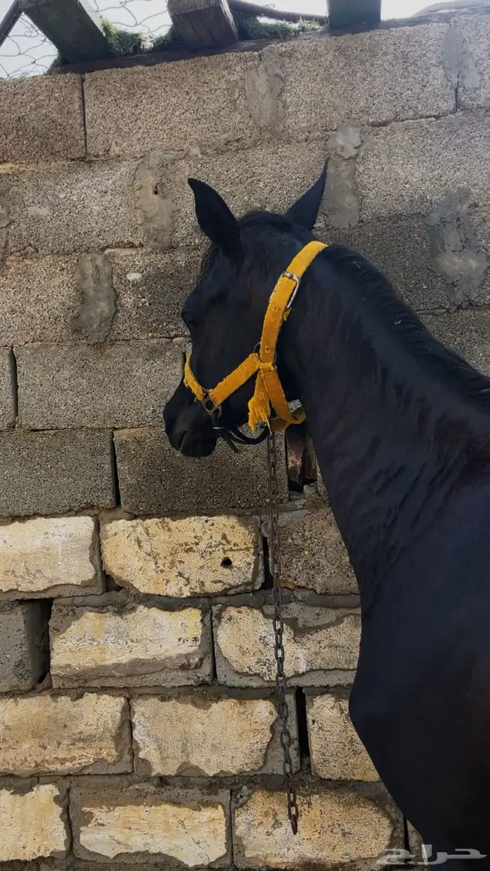 مهر ادهم . 0