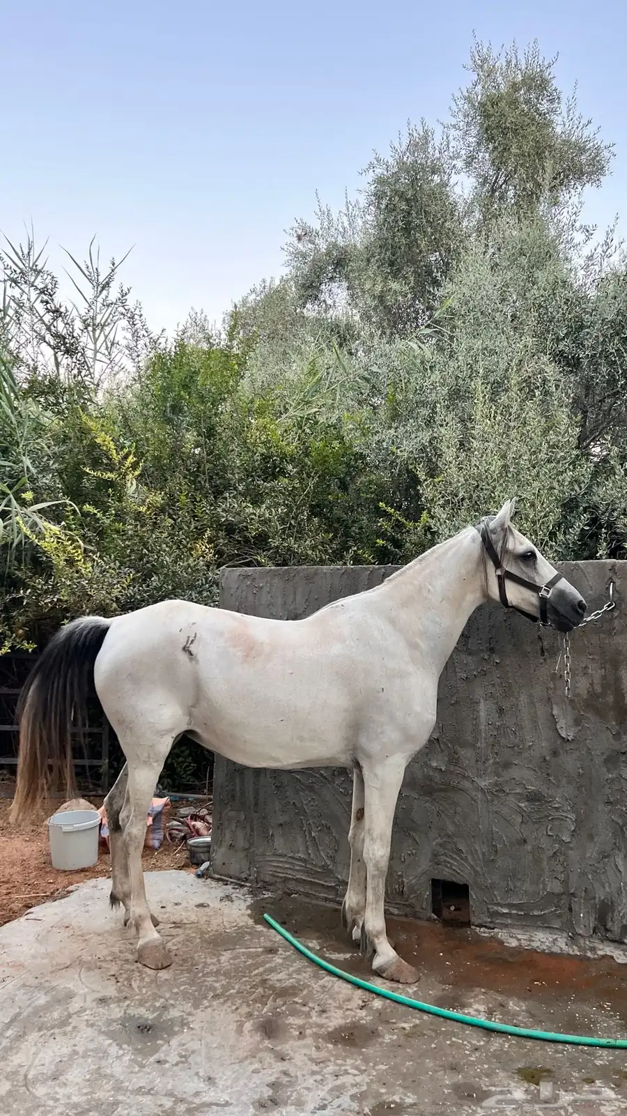 فرس شعبية على وجه فلاية 0