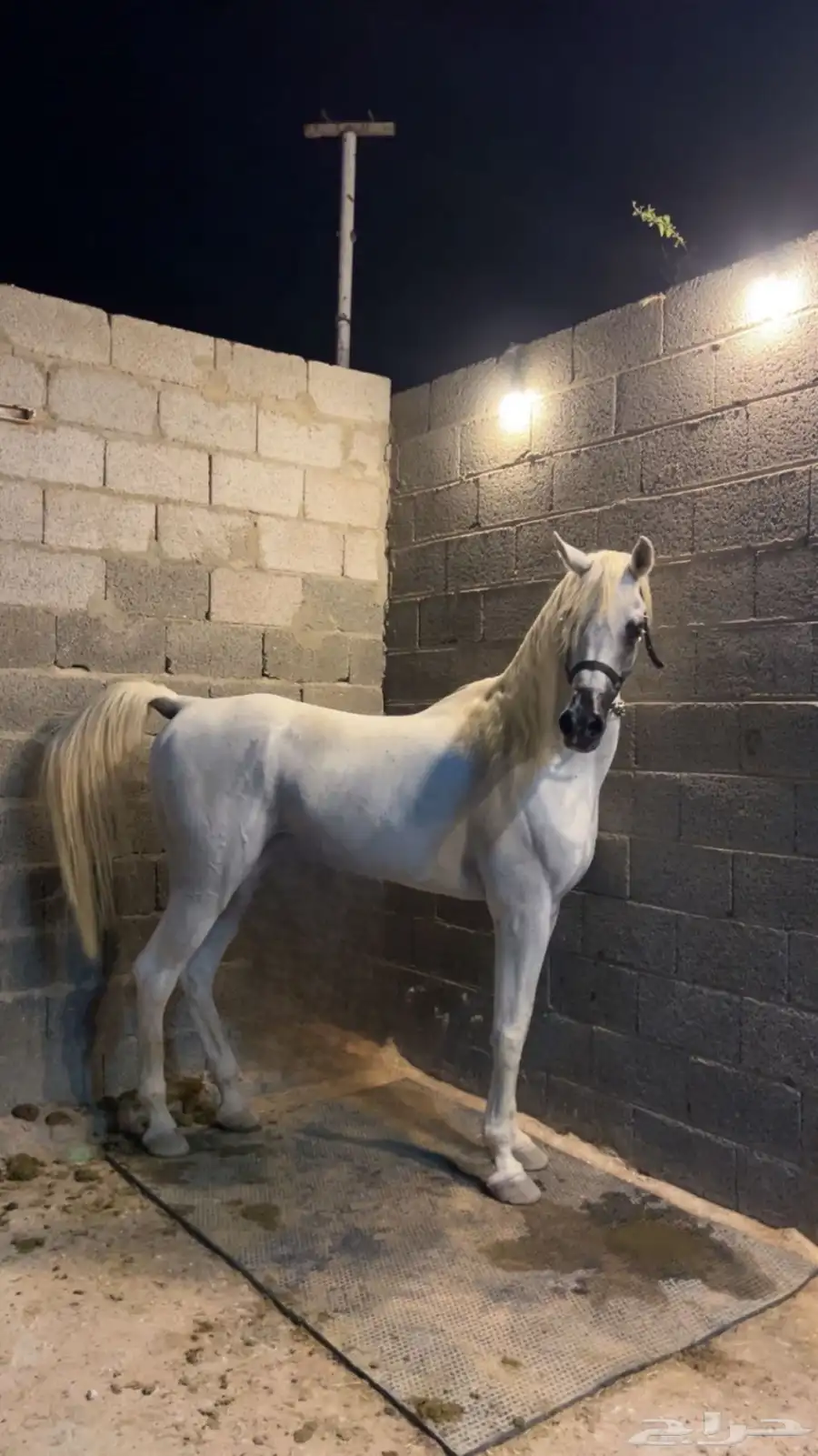 حصان واهو رفيع 1