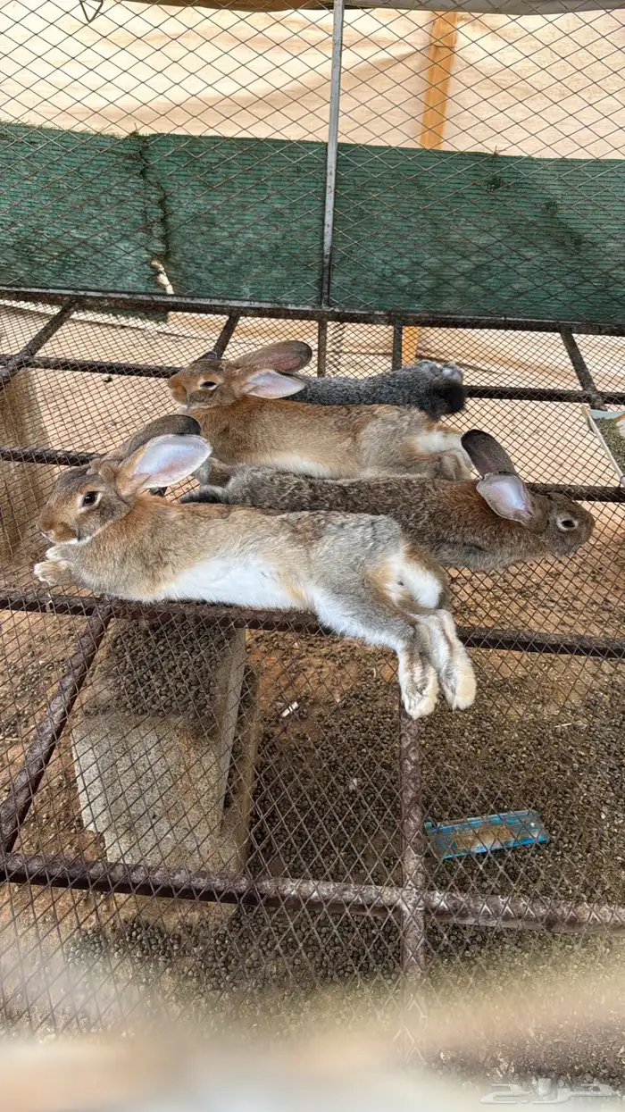 ارانب ذبح حسب الطلب 2