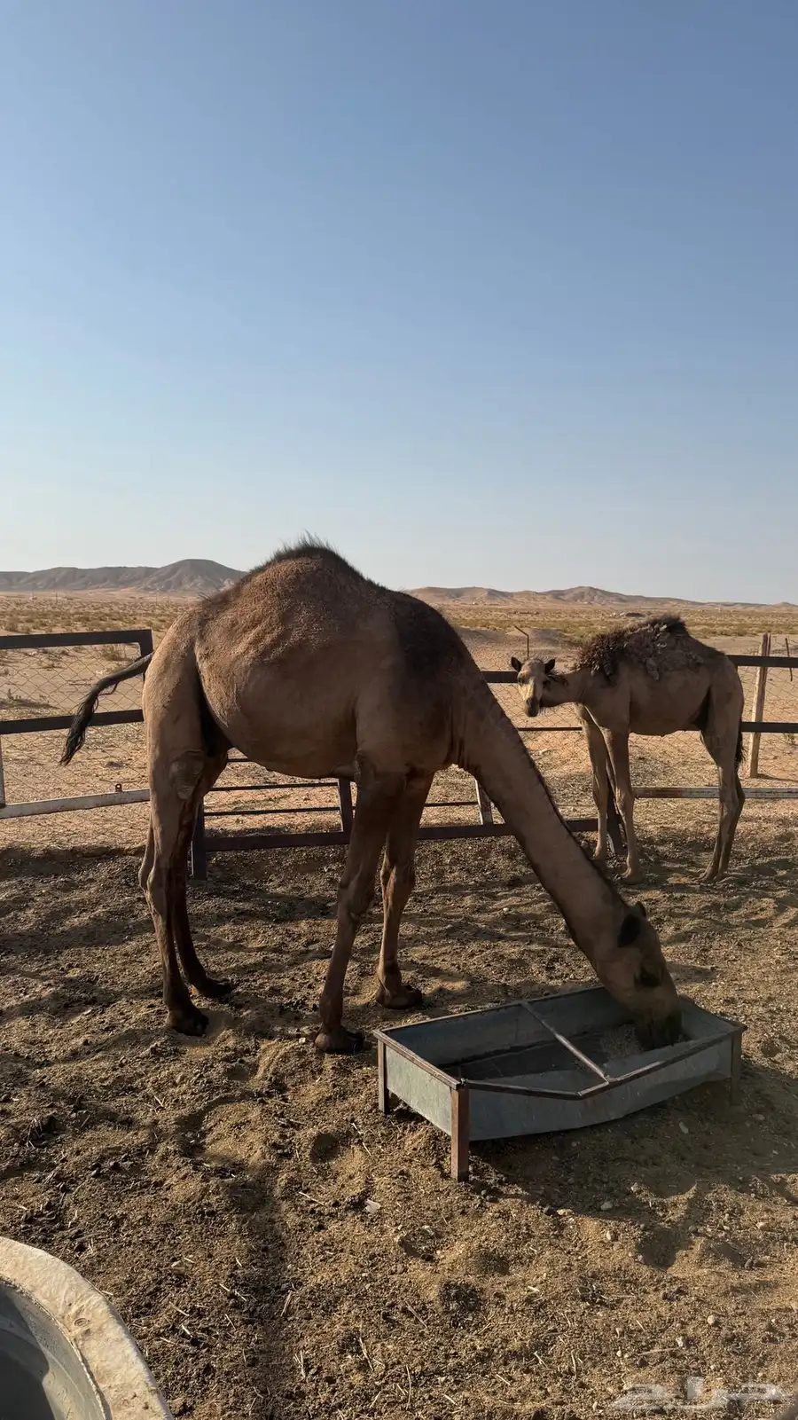 قعود اصفر 3