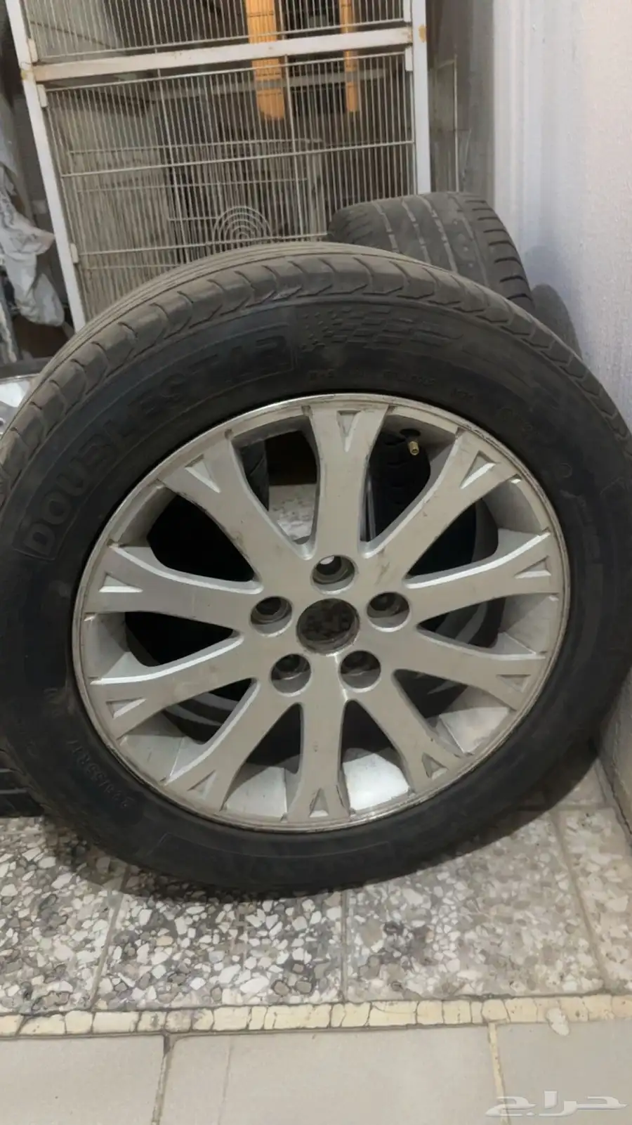 جنوط كابرس رويال 1