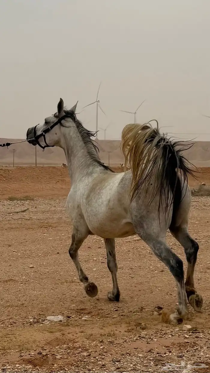 فرس للبيع مع ولدها 1