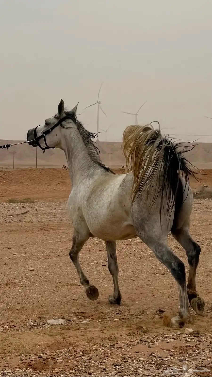 فرس للبيع مع ولدها 1