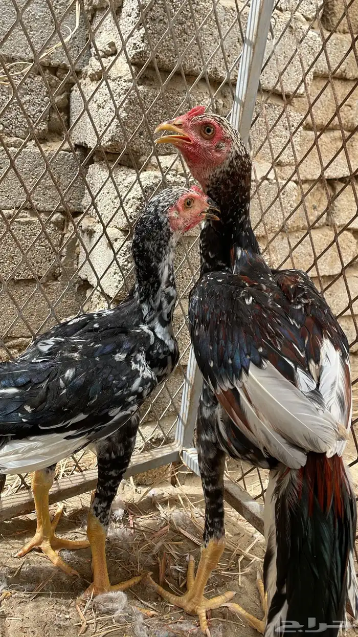 ديك سندي نسل عم غبشان 1