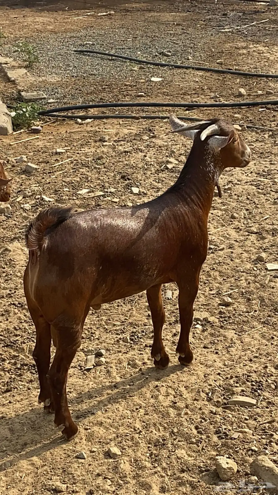 مشروع فحل ادهم اوشح فاخر 0