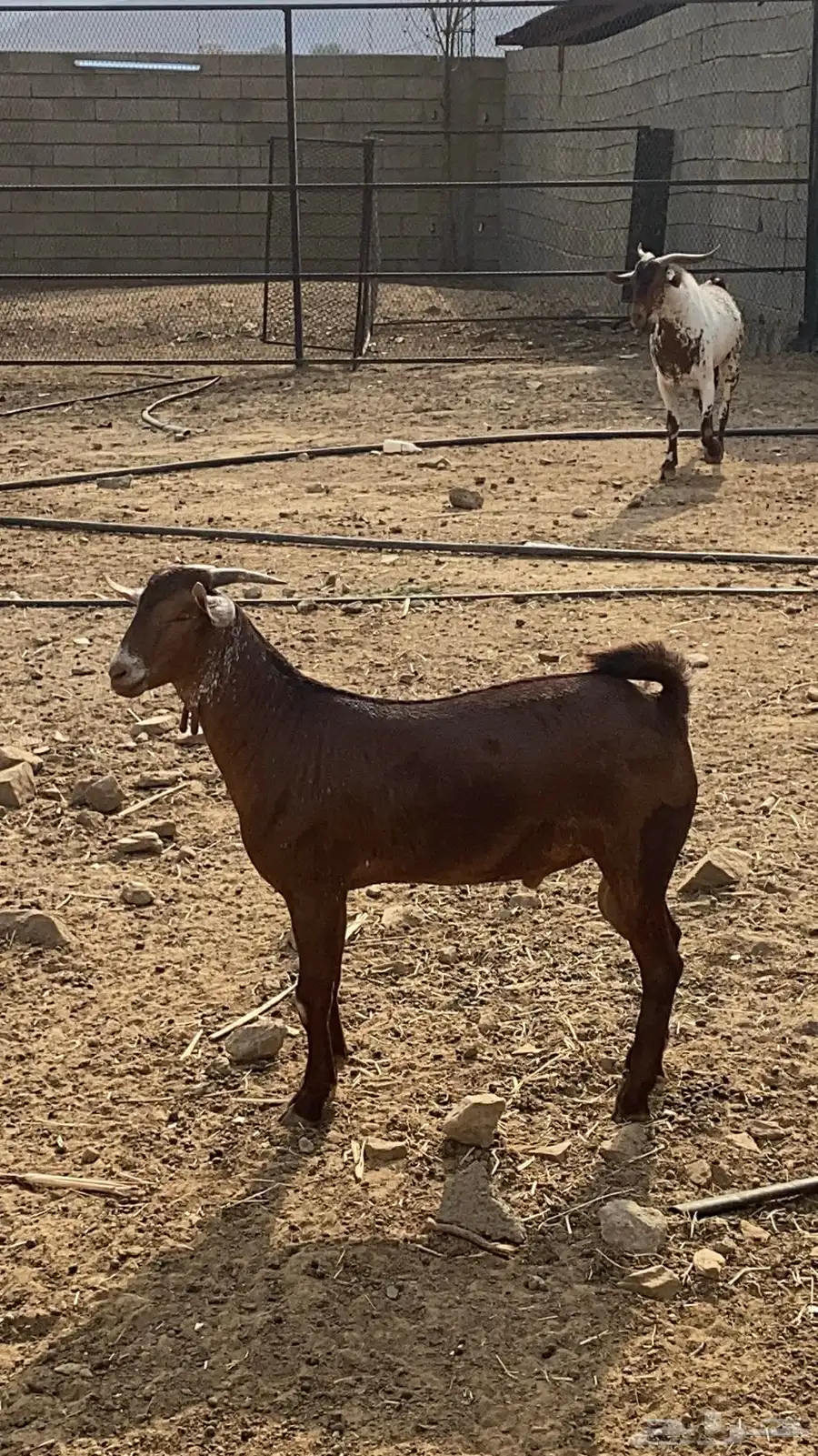 مشروع فحل ادهم اوشح فاخر 2
