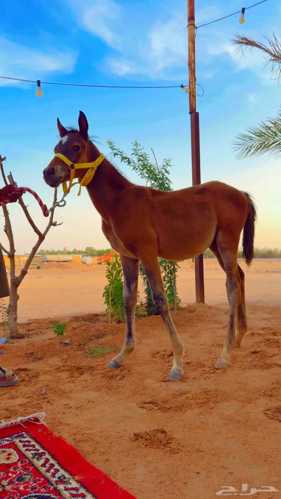 امهار للبيع 14