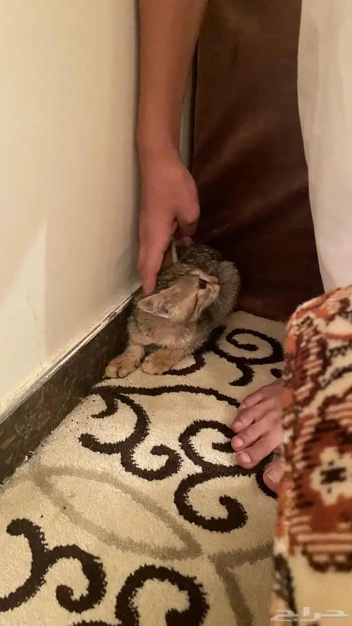 بسه شيرازيه 0