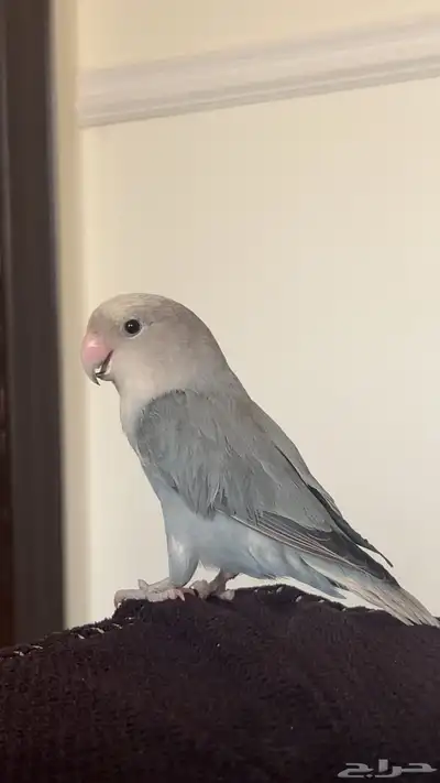 روز و كنيور كلها متكلمه واليفه وهدد نشبه 4
