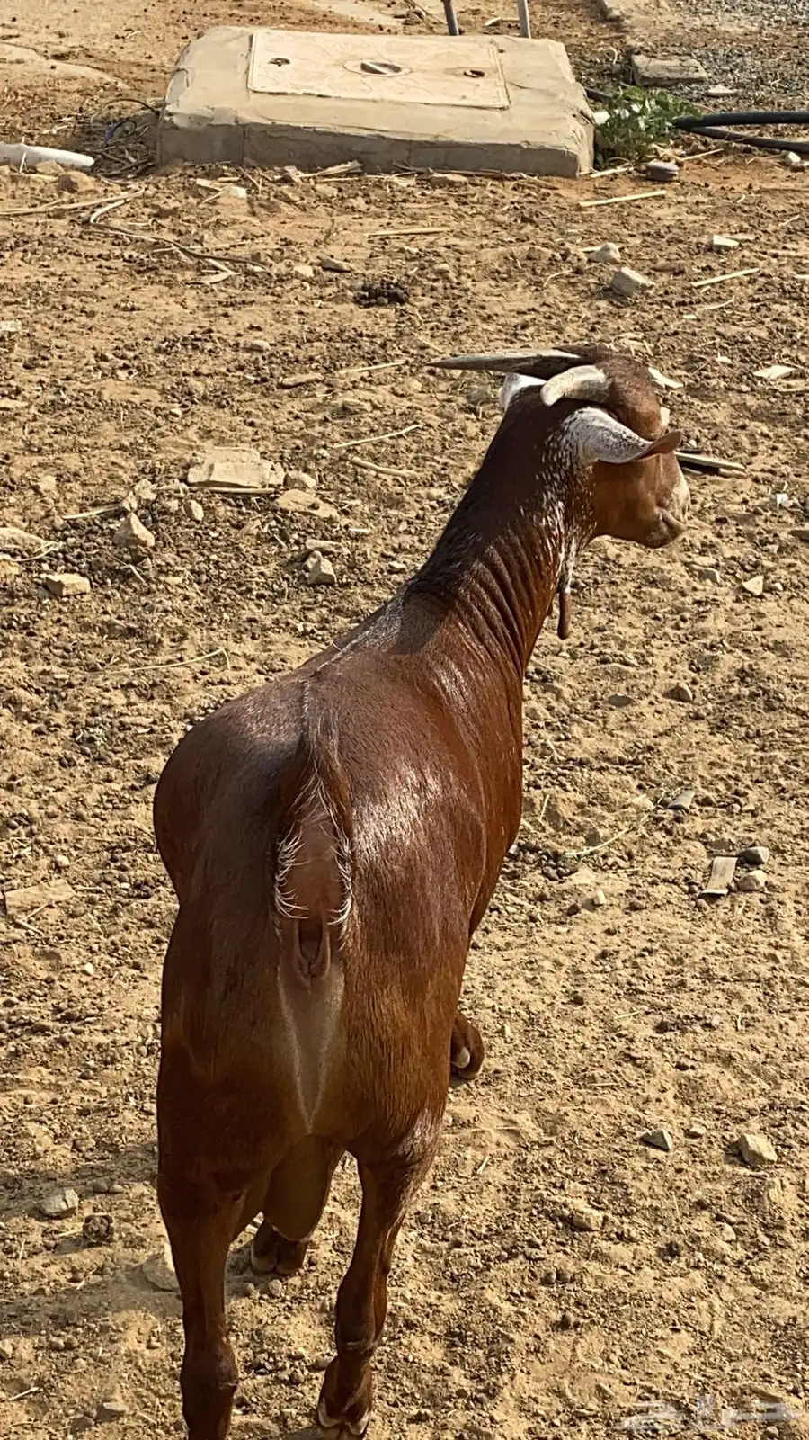 مشروع فحل ادهم اوشح فاخر 1