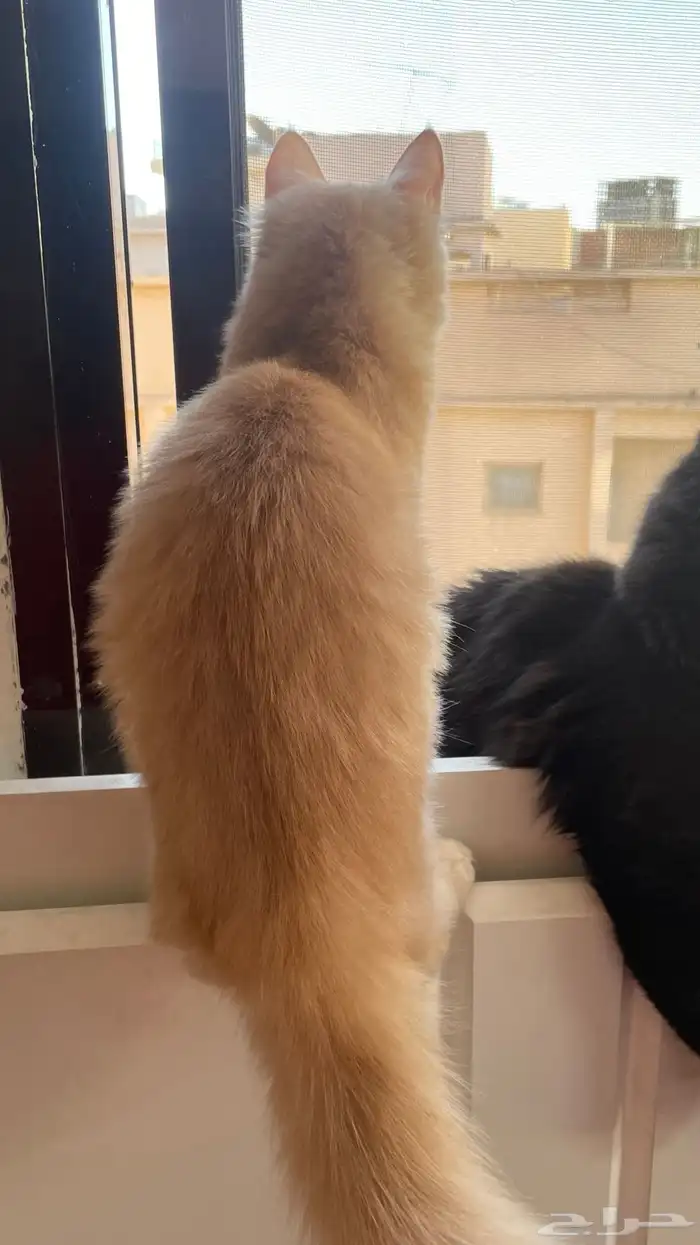 قطط للتبني 1