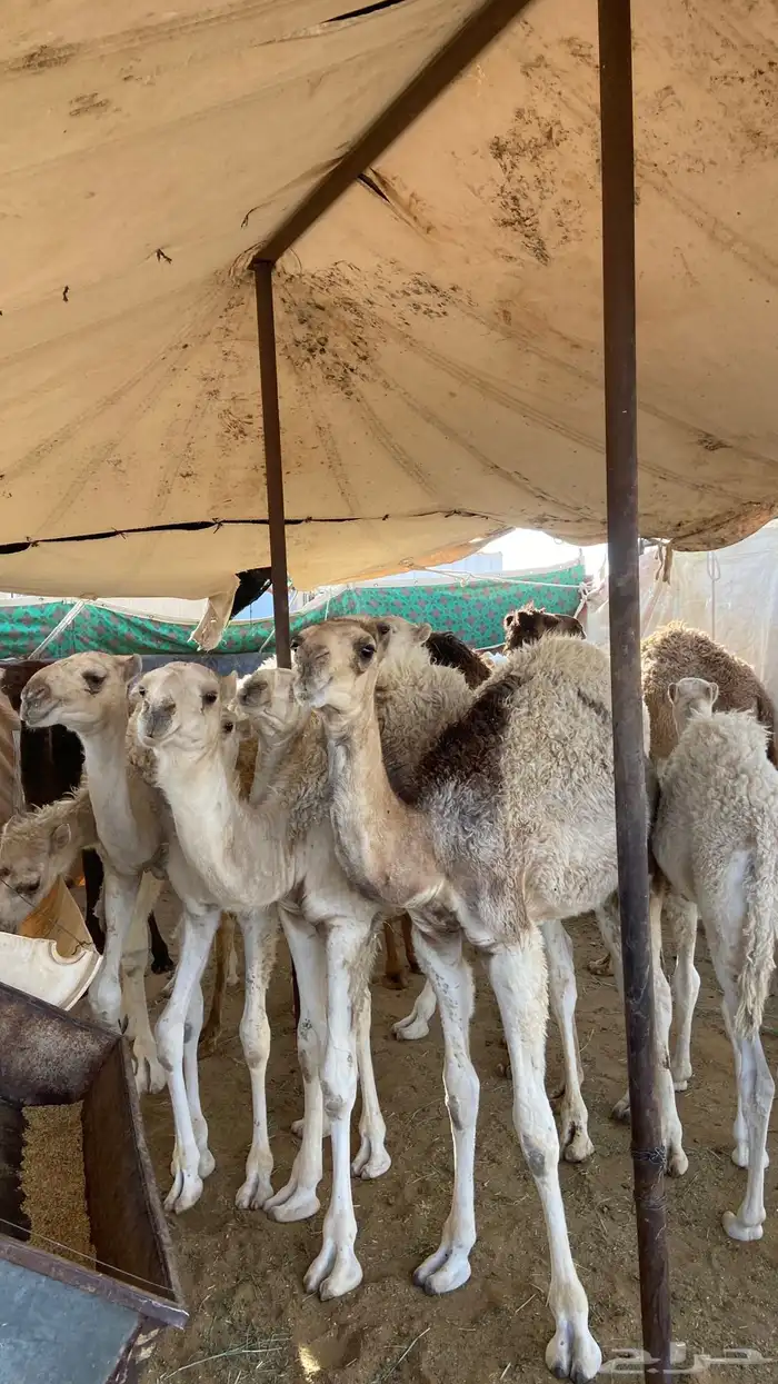 قعدان تربية جمله 0