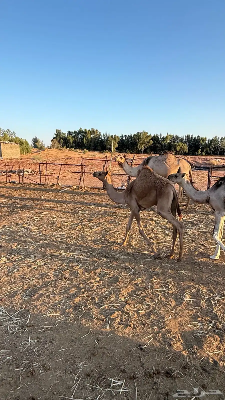 الي هاوي قعود هجن 4