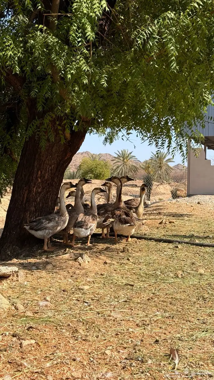وز عراقي اصيل 1