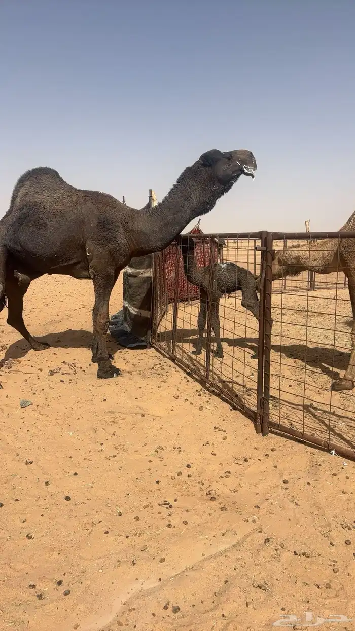 فحل ممنجهم 2
