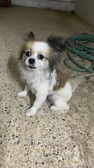 كلبه لعوب ونشيطه 0