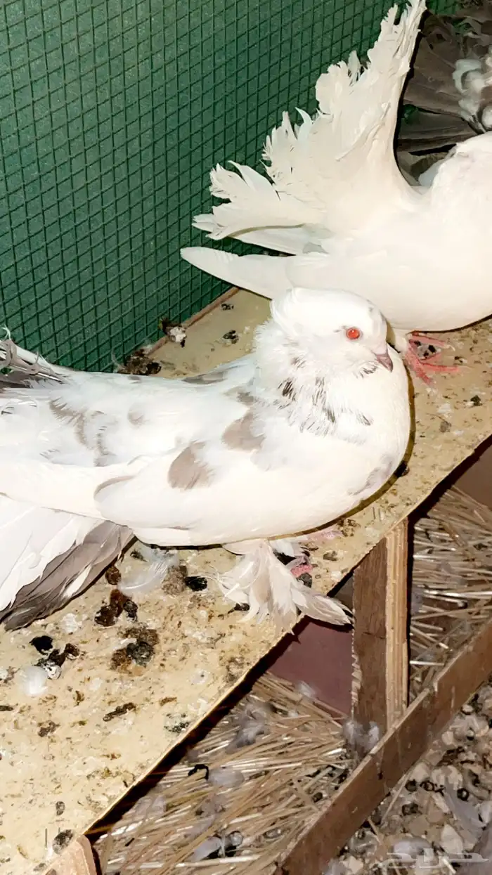حمام رقيصي وابونظارة 3