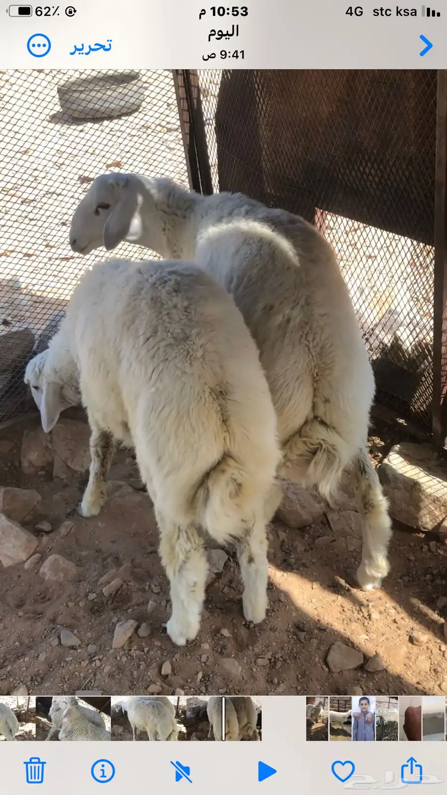 طليان للبيع 0