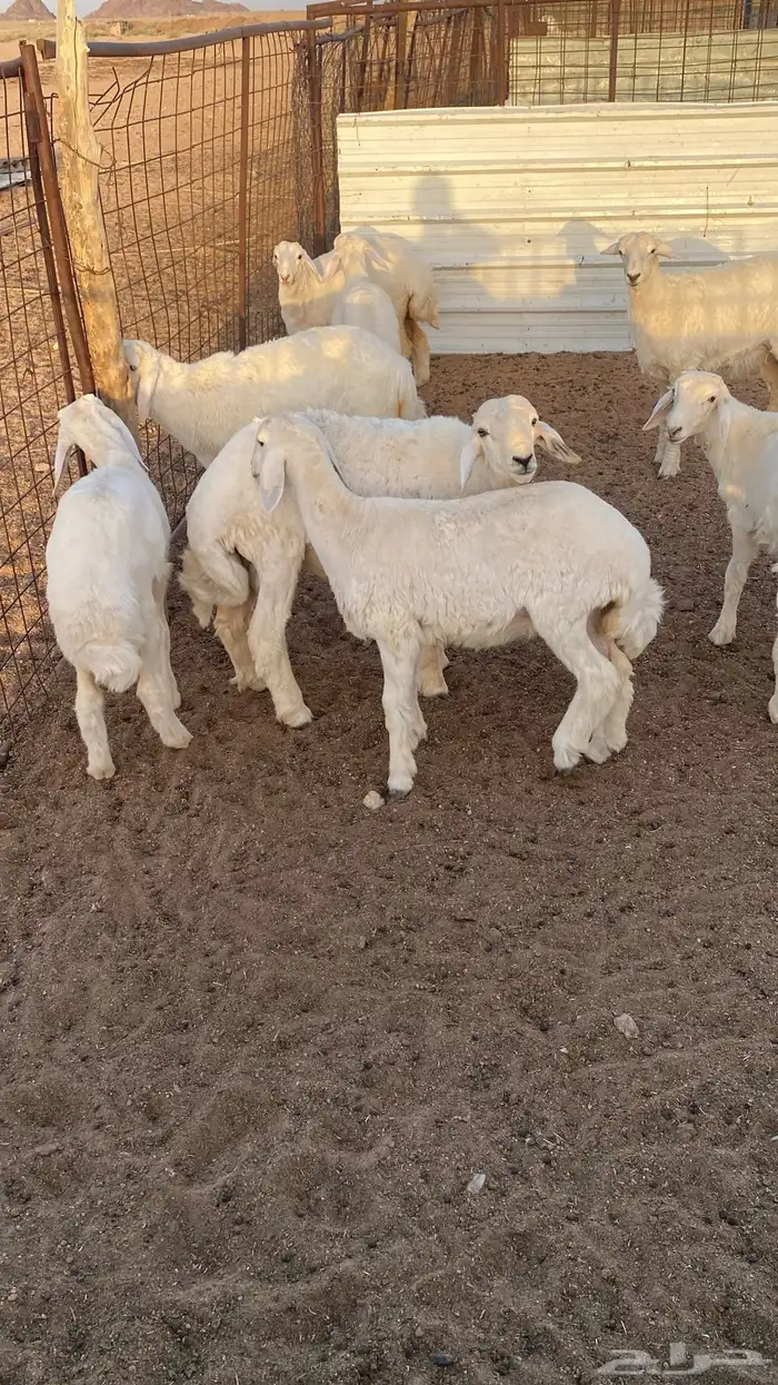 رخال مقاني 0