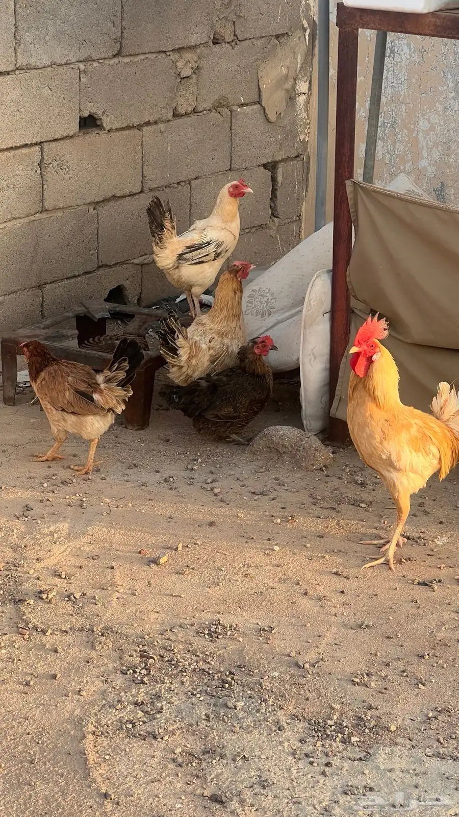 دجاج لابيع العداد 4و5الديك 0