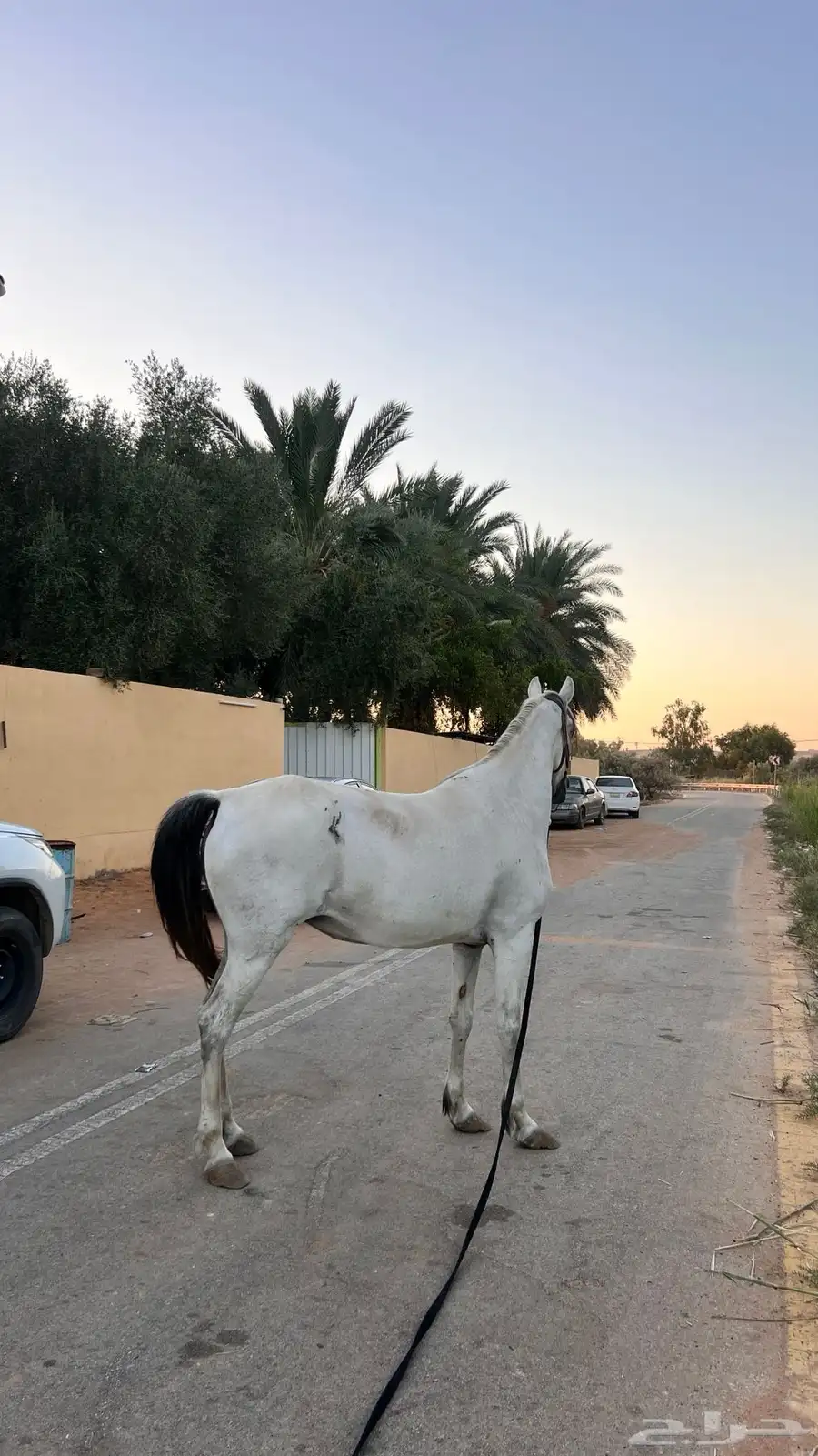 فرس شعبية على وجه فلاية 2