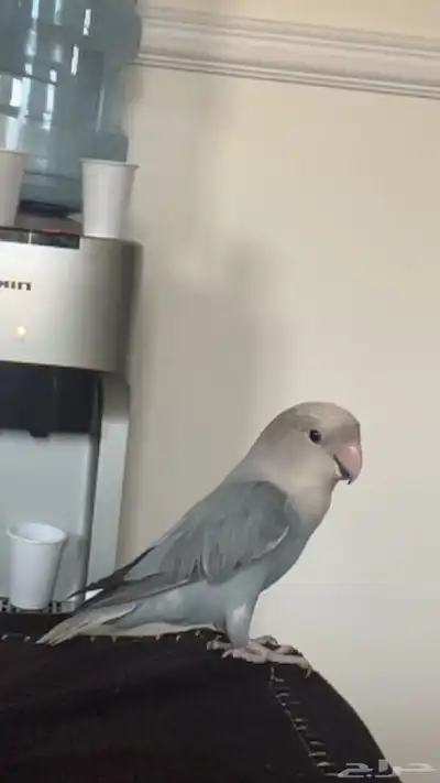 روز و كنيور كلها متكلمه واليفه وهدد نشبه 5