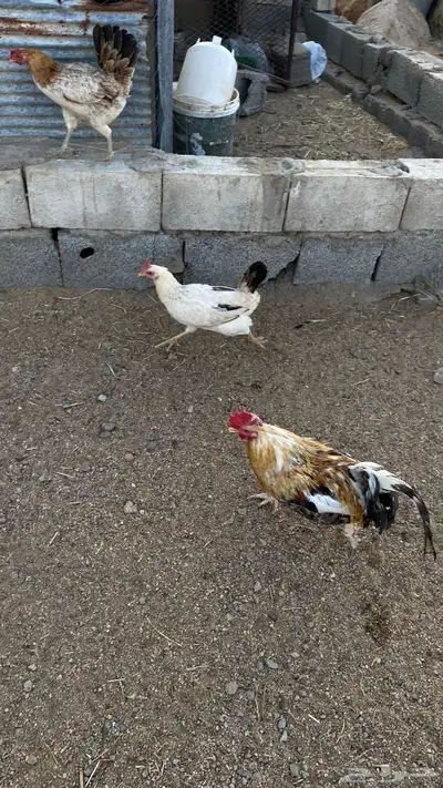 دجاج 3