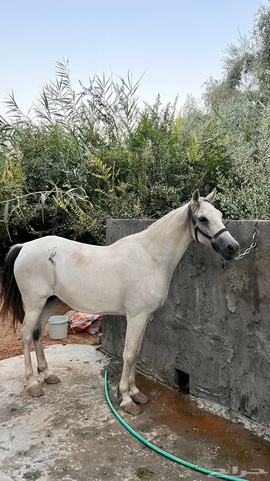 فرس شعبية على وجه فلاية 1