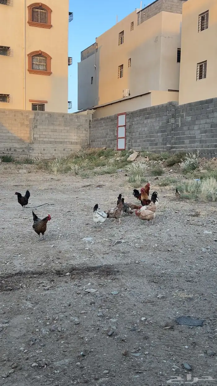 تم البيع 0