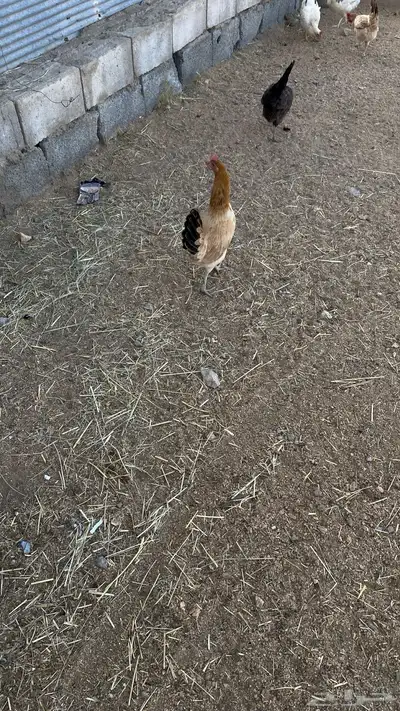 دجاج 4