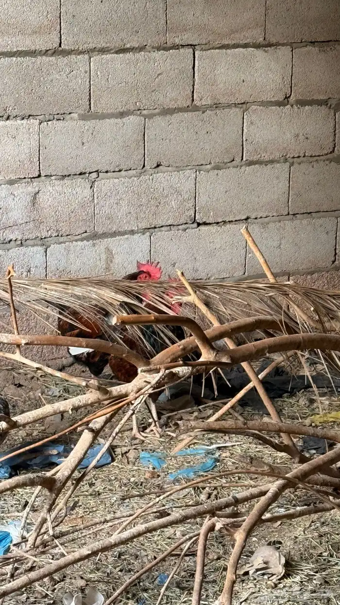دجاج وديكة باكستانيه 3