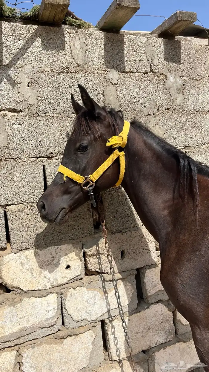 مهر ادهم . 1
