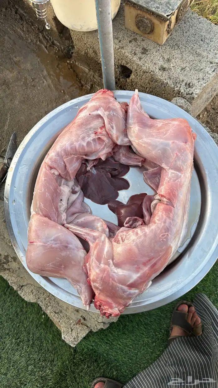 ارانب ذبح حسب الطلب 0