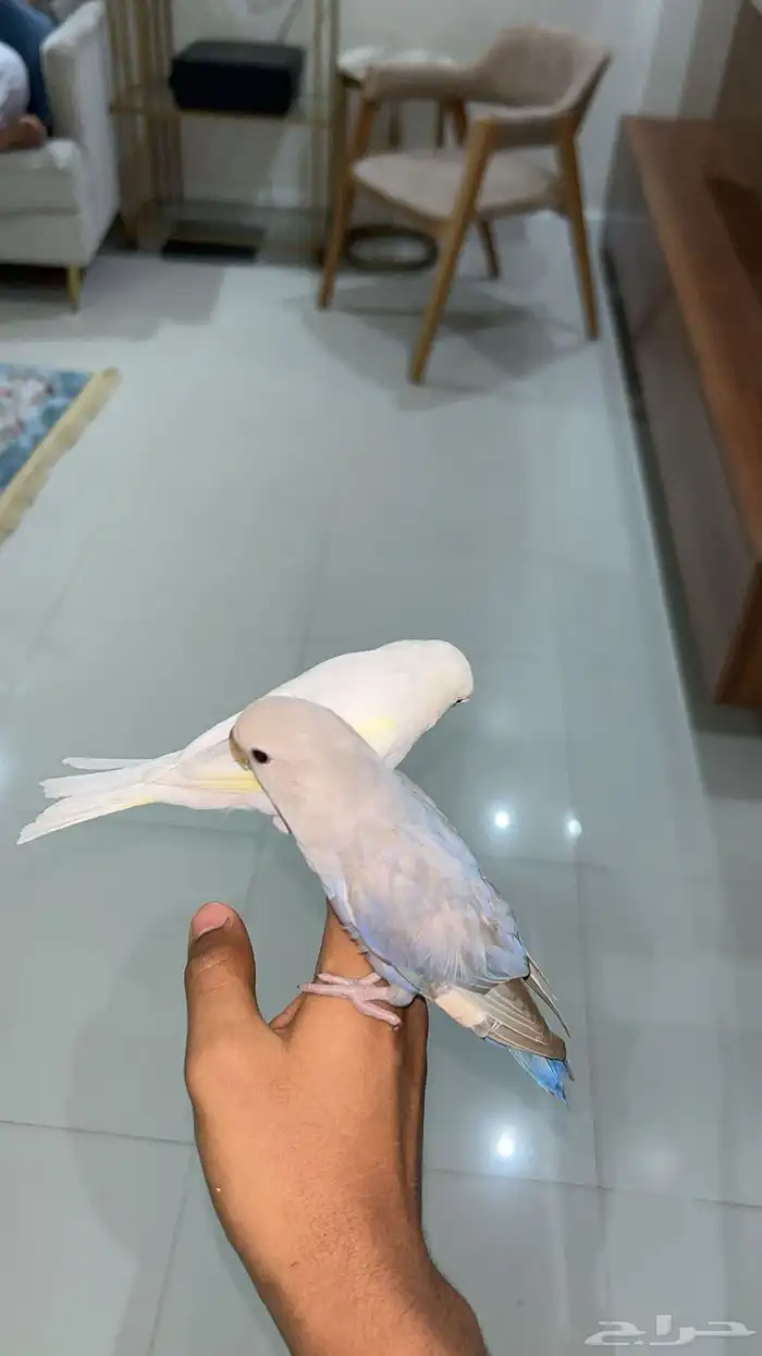 تم البيع الله يبارك ل الشاري 4