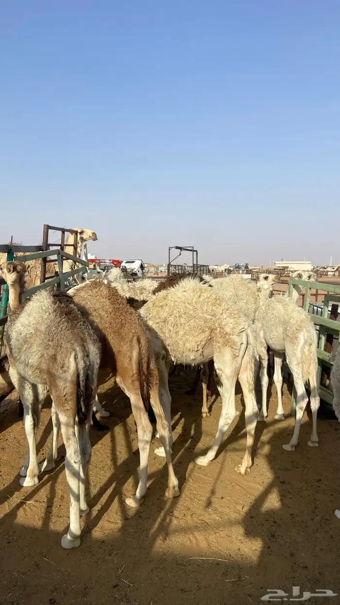 قعدان تربية جمله 3