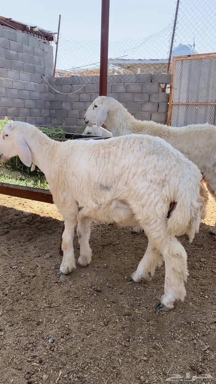 بهم حري ذبايح حري 3