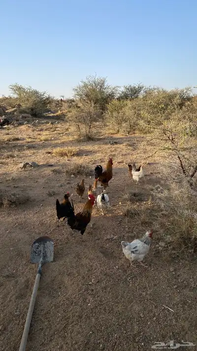 دجاج 0