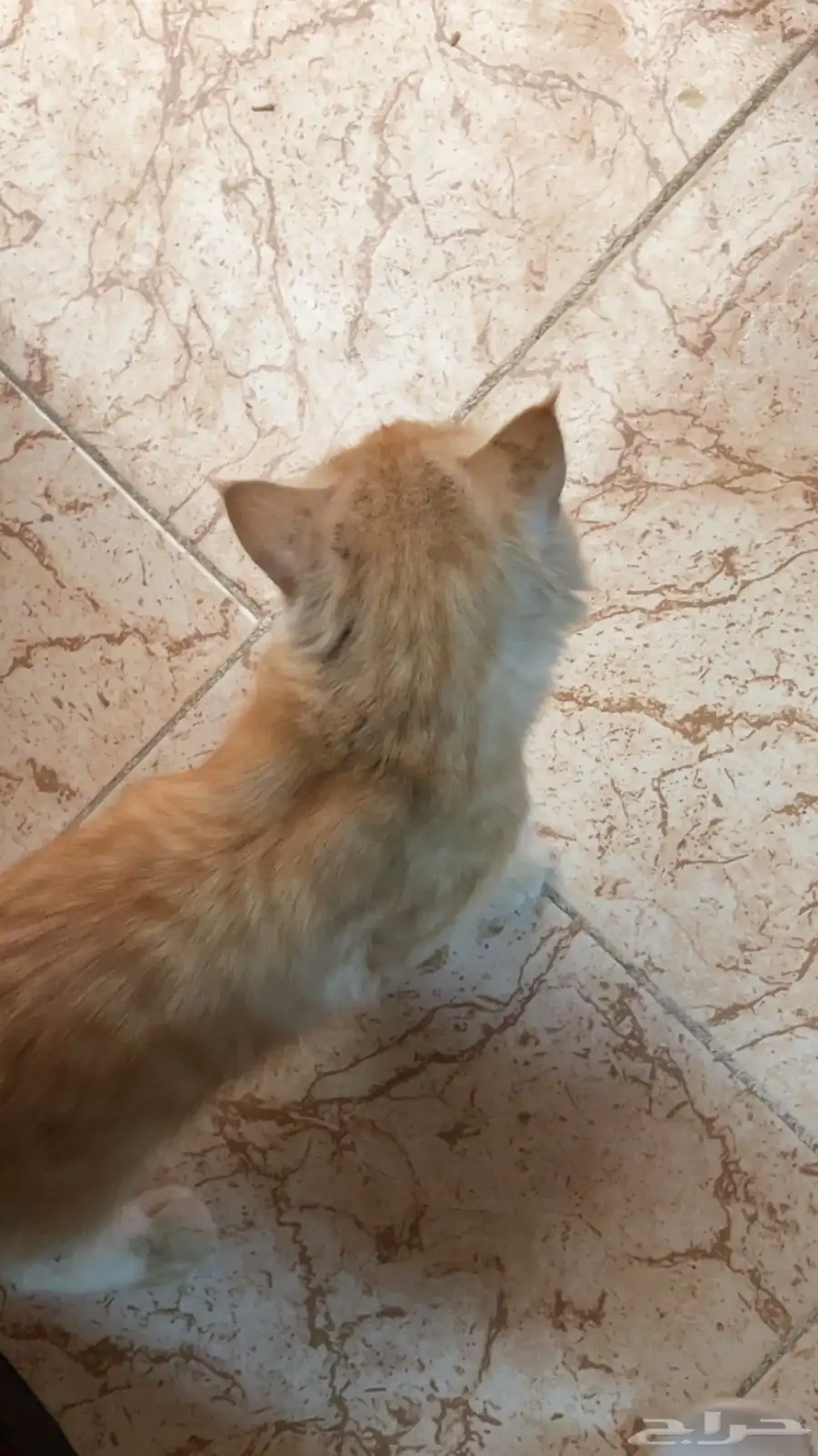 قط ضايع للتبني اللي يبيه يخاف الله فيه 0