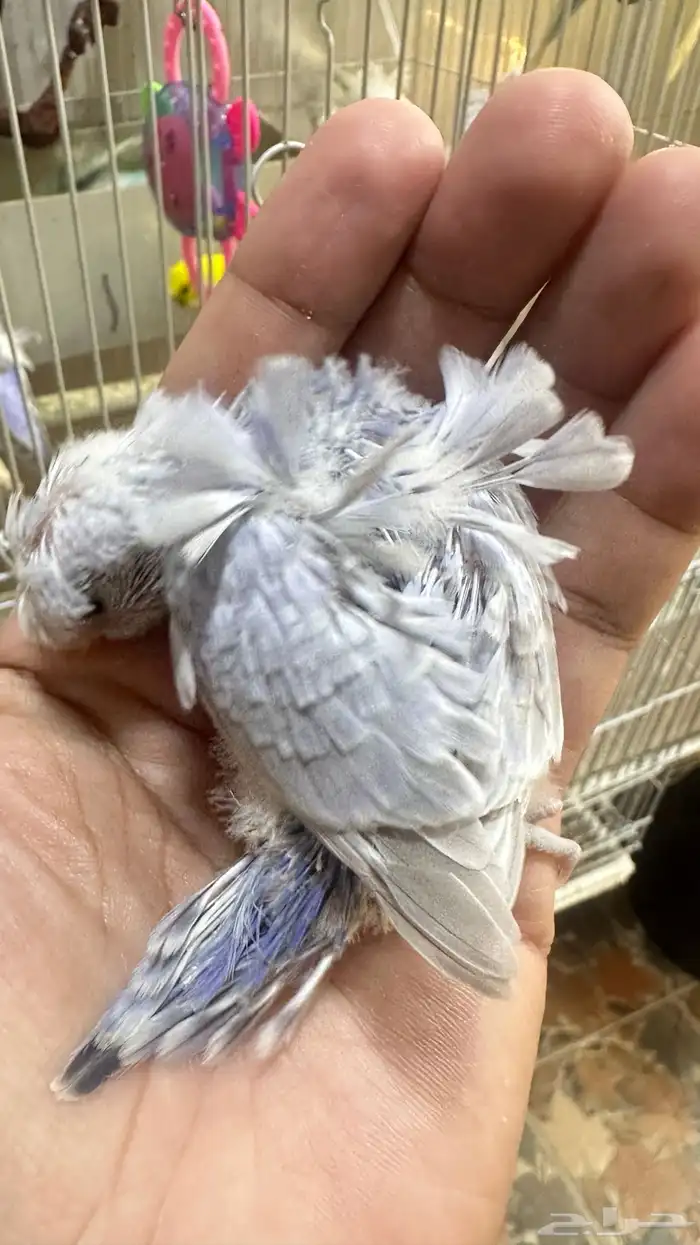 فروخ بادجي غر 48