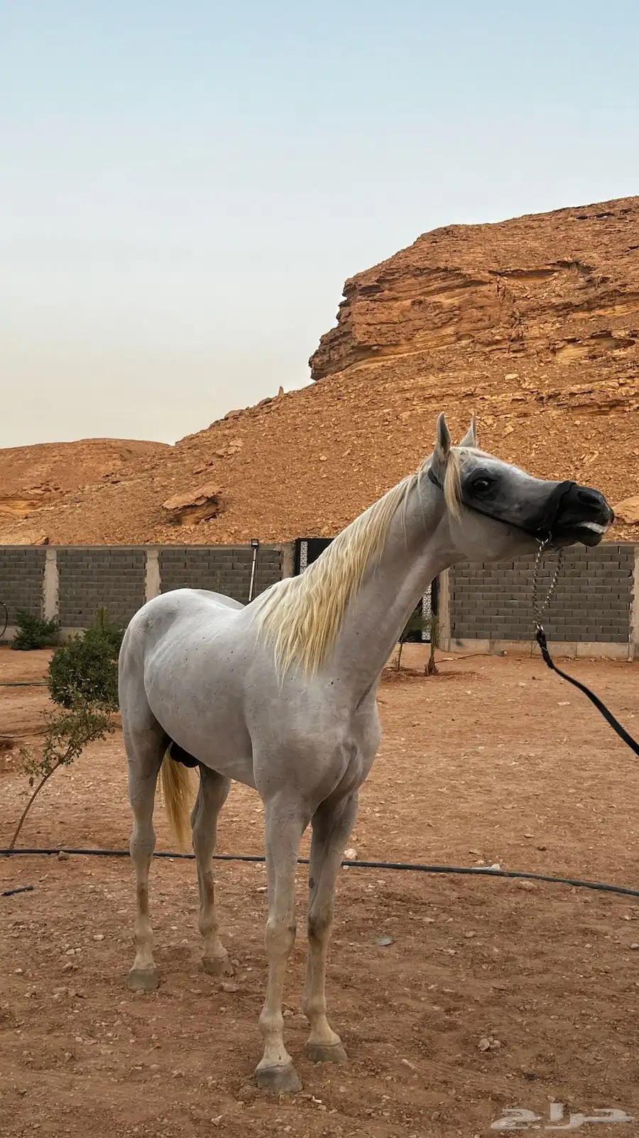 حصان واهو رفيع 3