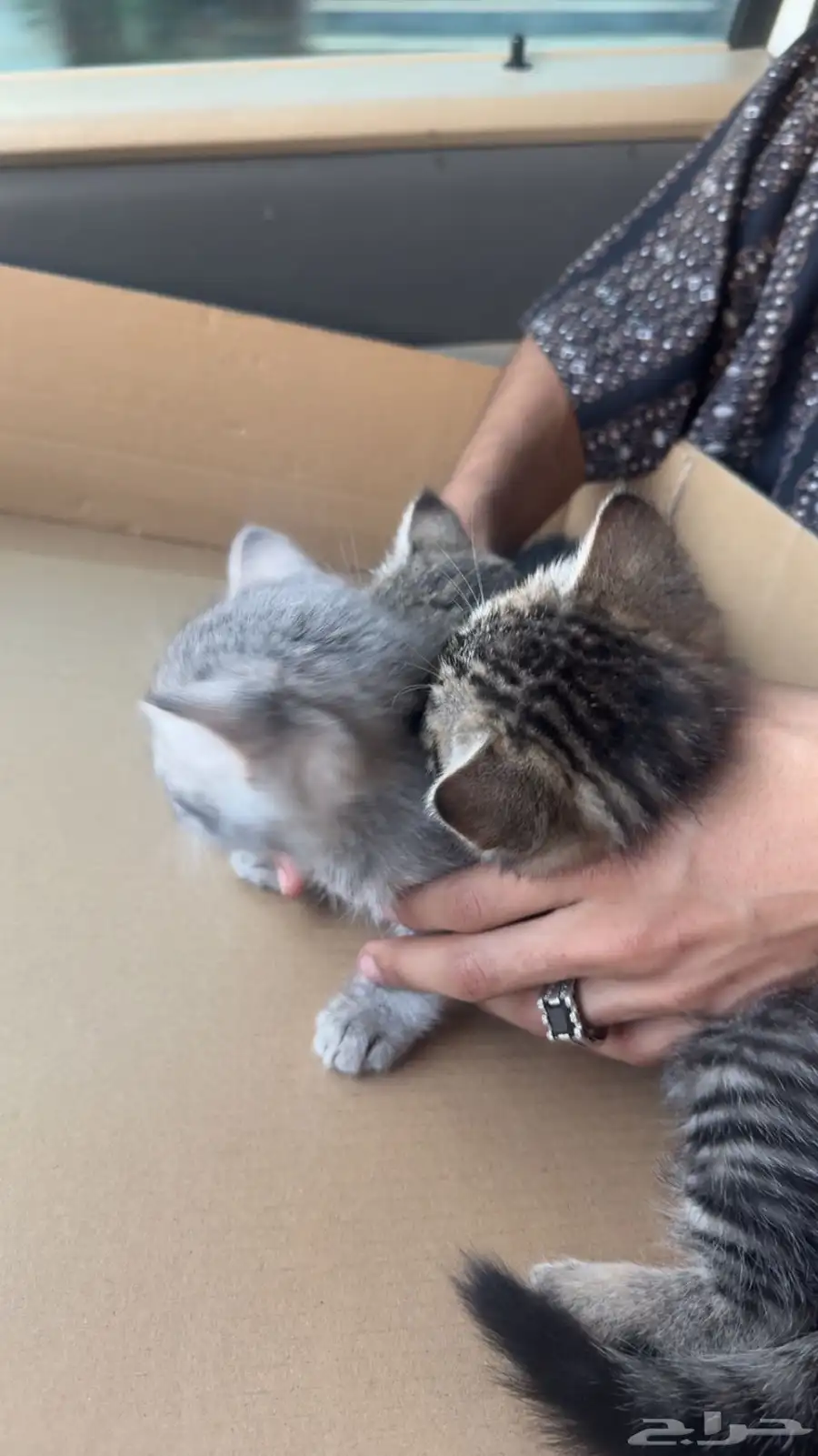 قطط 1