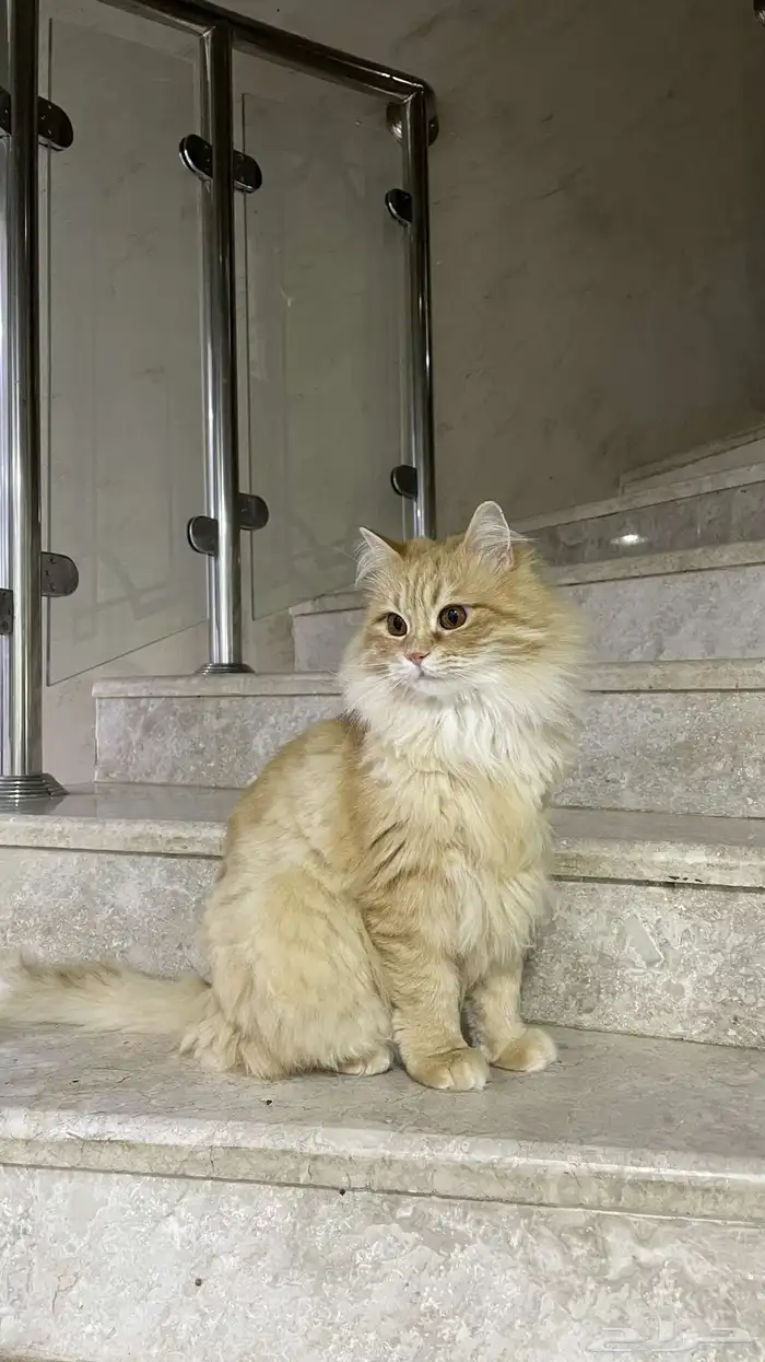 قط لتبني 0