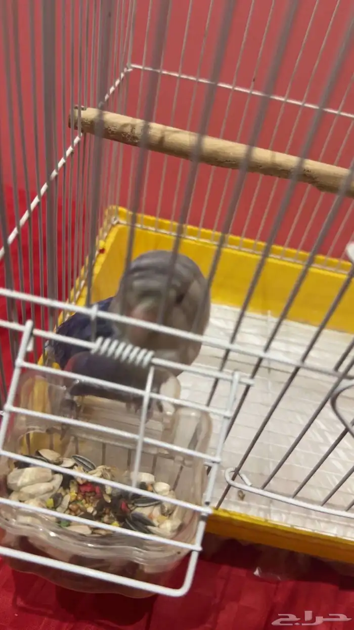 روز ذكر ازرق مع القفص 1