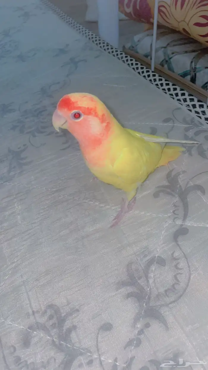 روز أليف 1
