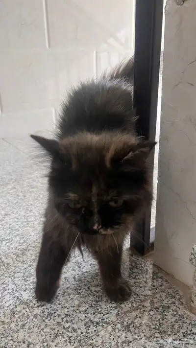 هذا القطو ب الحمرا ضايع من مضيعه 1