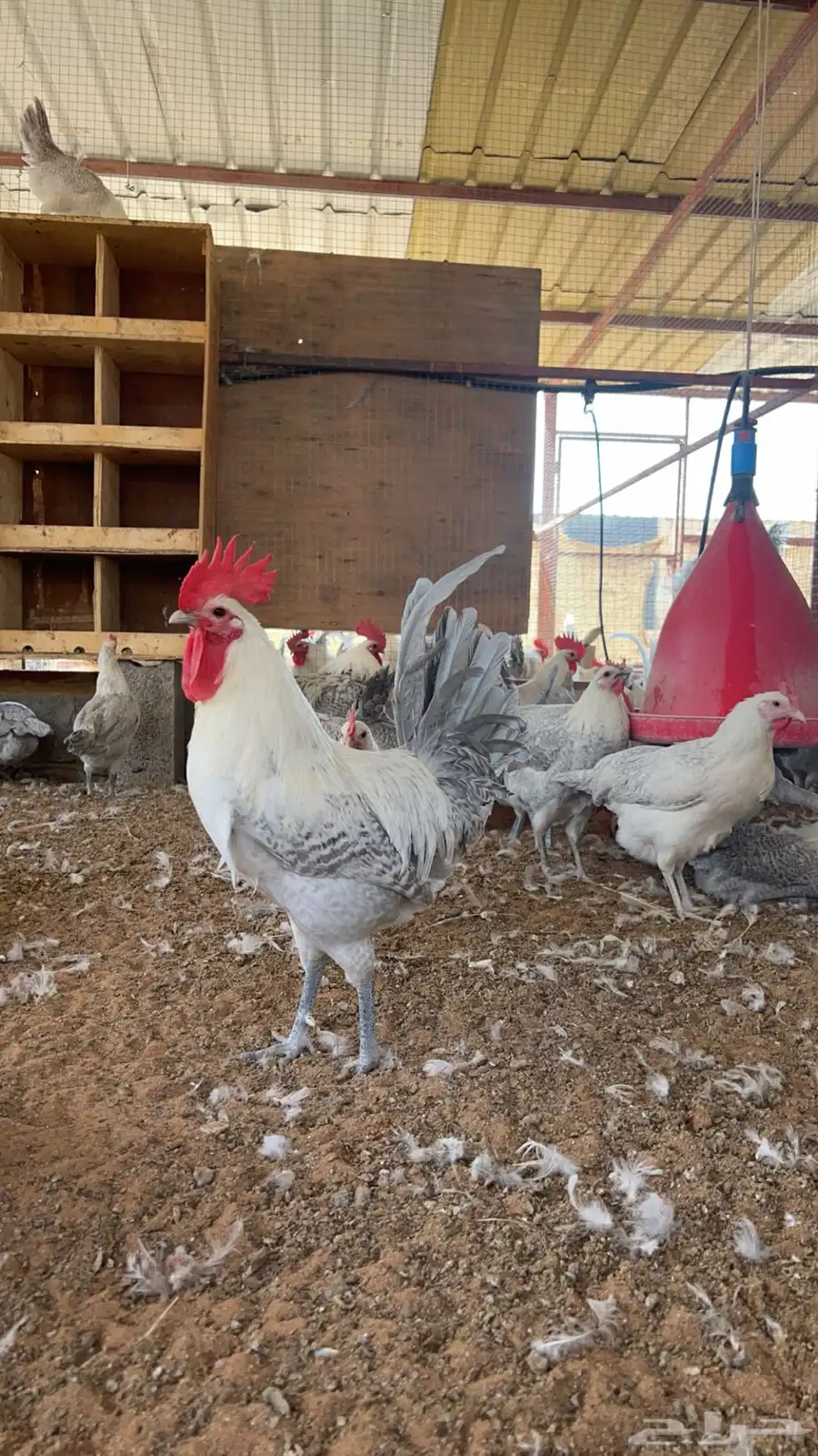 موفر صوص فيومي المنيوم ع3 ريال الجوز 3