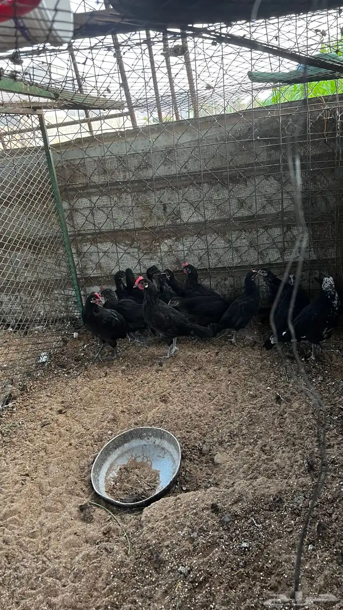 دجاج اسود اندنوسي 13