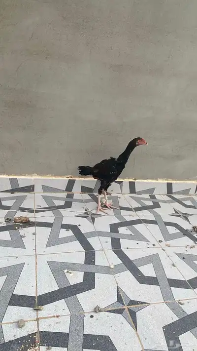 ديك سندي بيور 1