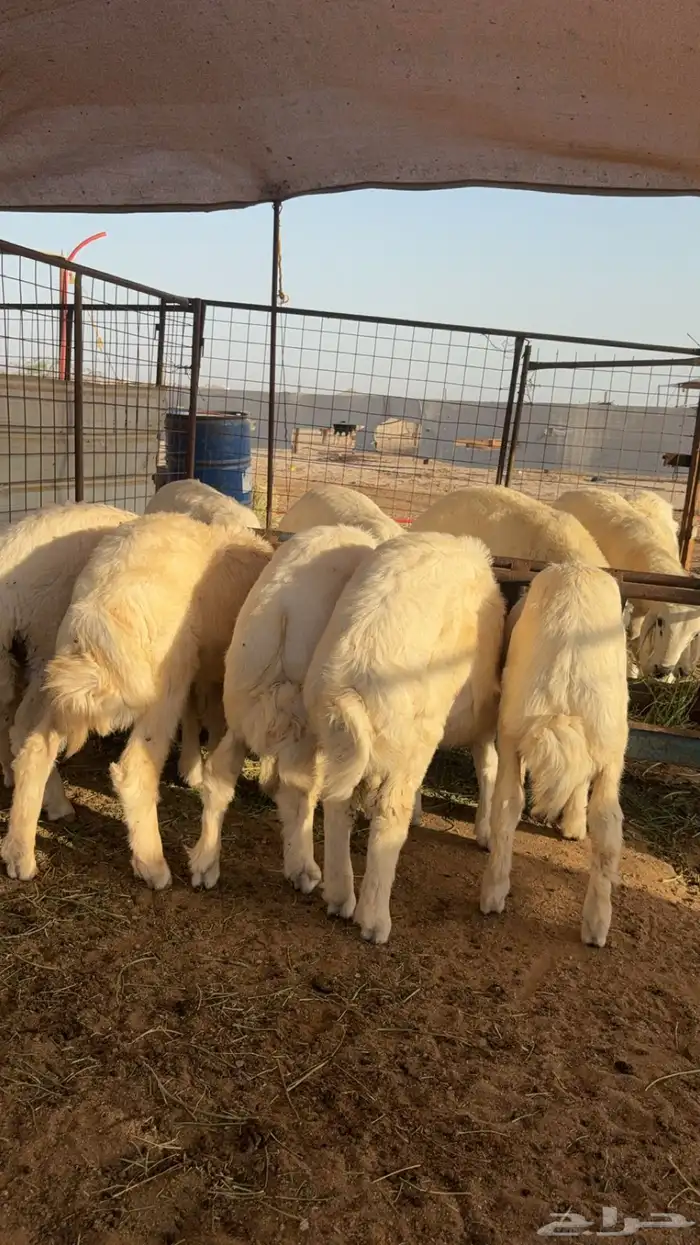 طليان 0
